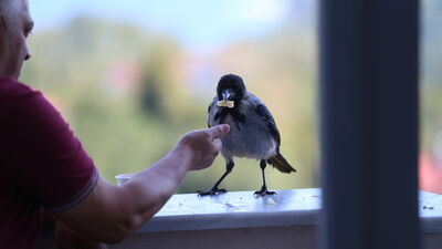 Fındık ikram ettiği kargayla dostluk kurdu