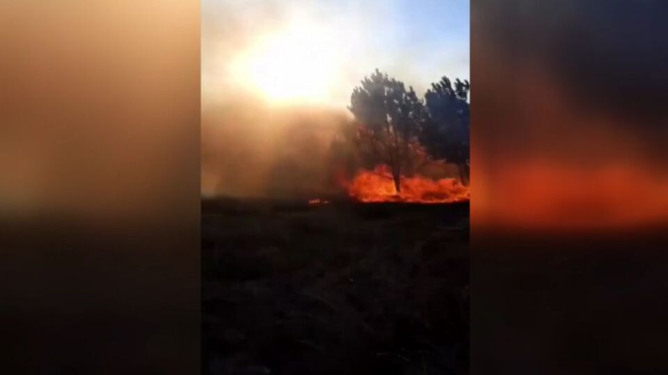 Bursa'da orman yangını çıktı