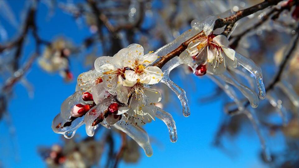 Zirai dondan etkilenen çiftçilere destek