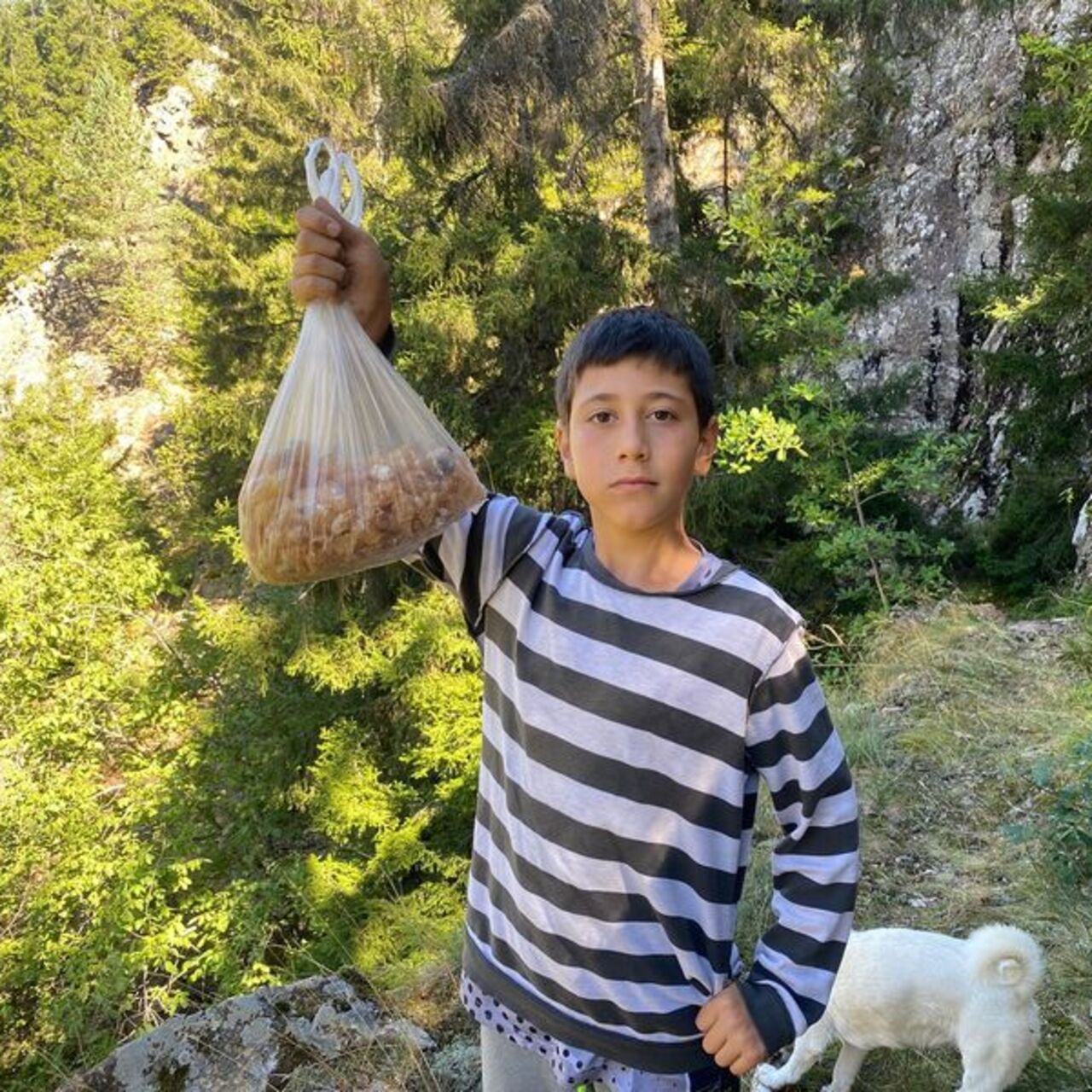 Ormanda adeta 'maden' buldu! Kilosu 5 bin TL