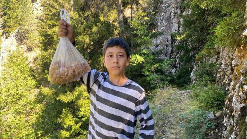 Ormanda adeta 'maden' buldu! Kilosu 5 bin TL