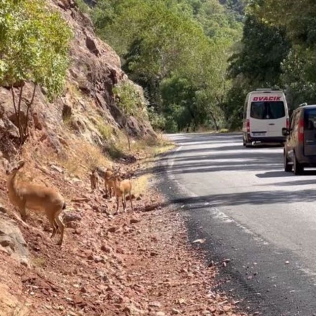 Munzur Vadisi'nde yaban hayatı tehlikede