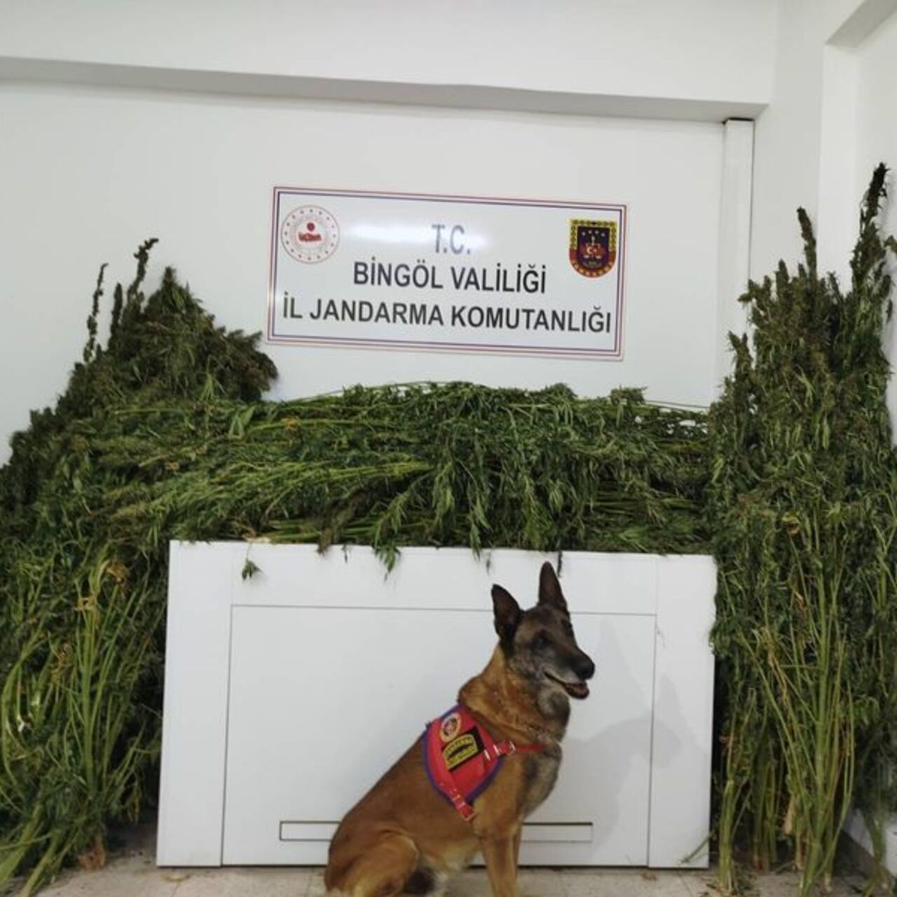 Bingöl'de uyuşturucu operasyonu