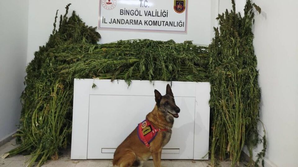 Bingöl'de uyuşturucu operasyonu