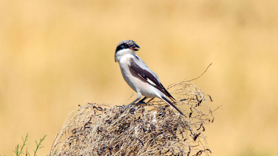 2 bin 200 rakımlı sulak alanda 35 tür!