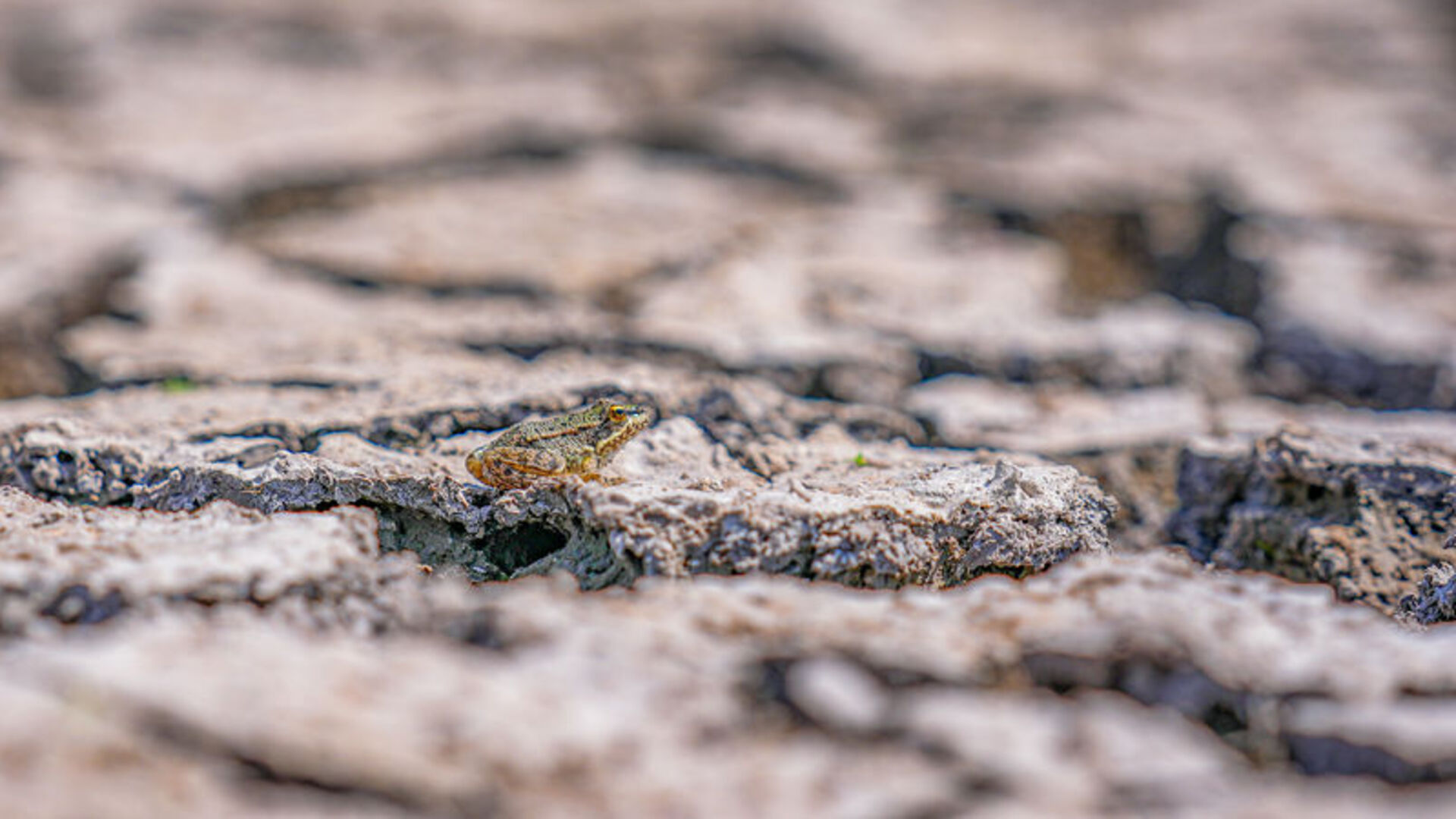 Devegeçidi'ndeki canlı yaşamı tehdit altında | Son dakika haberleri