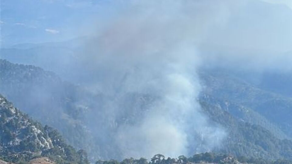 Muğla'da orman yangını çıktı!