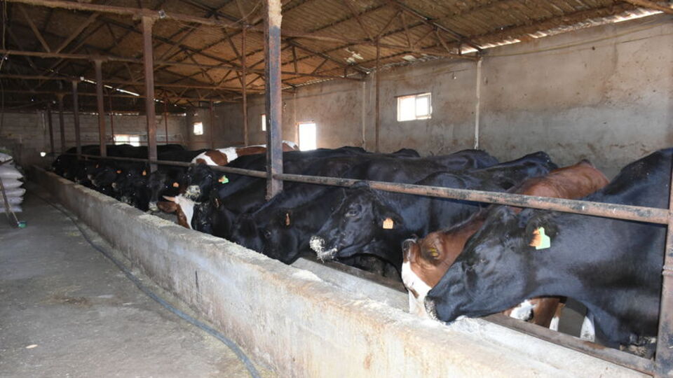 Malatya'da 2 bin 932 damızlık büyükbaş verilecek