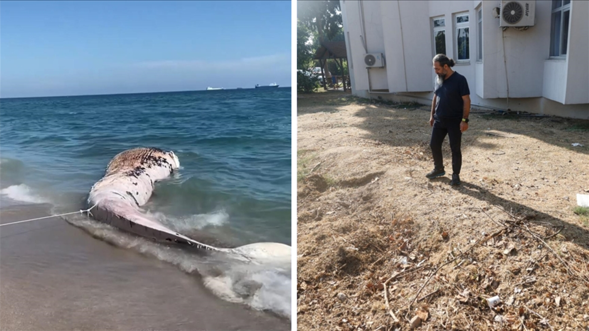Mersin'de 4 yıl önce gömülen Fin balinasının iskeleti çıkarılacak