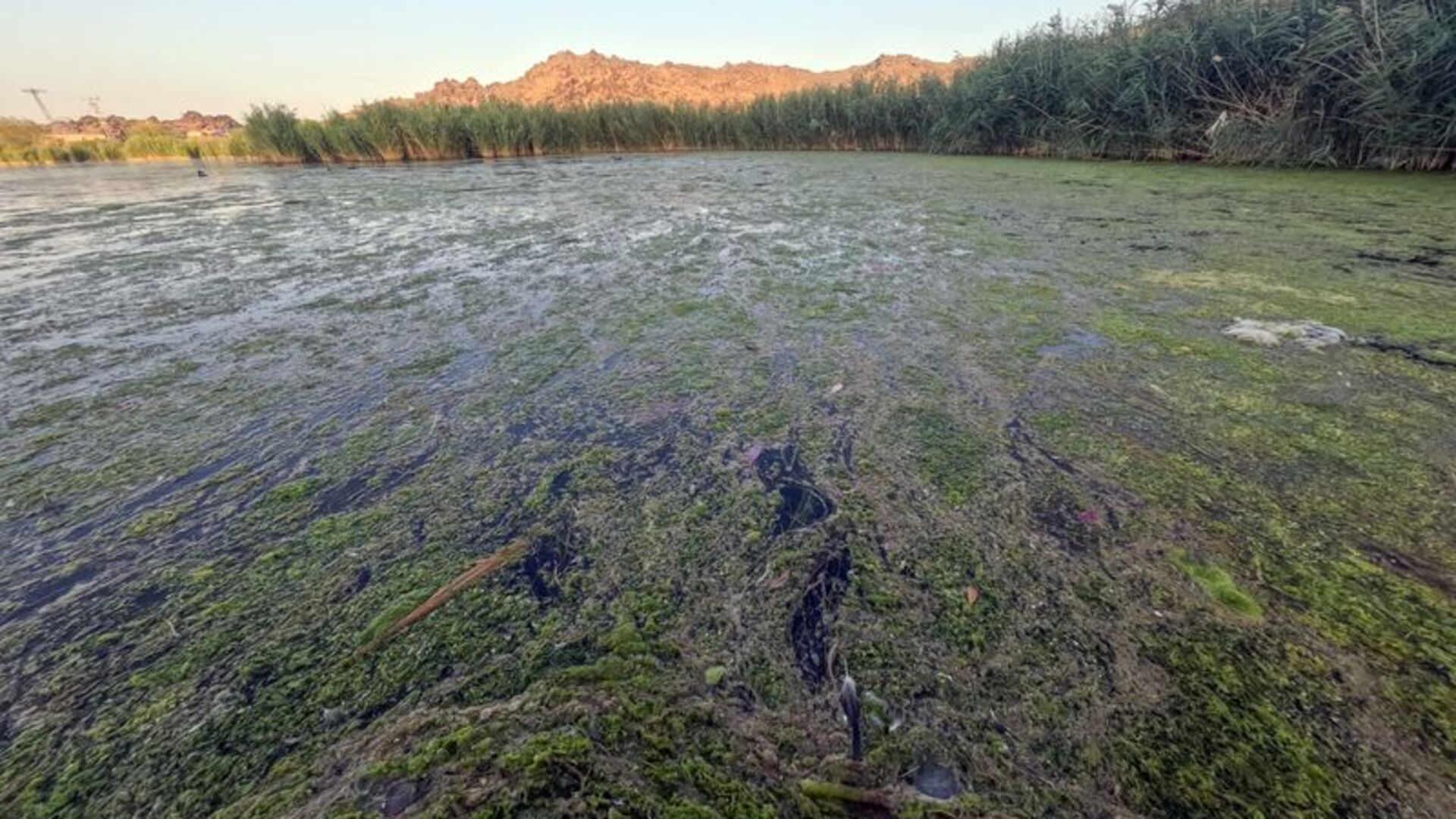 Kuşların Ağrı Dağı'ndaki yuvasında "bataklık" tehlikesi | Son dakika haberleri