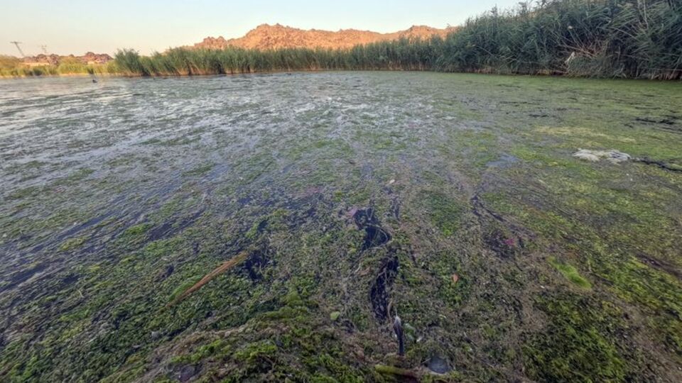 Kuşların Ağrı Dağı'ndaki yuvasında "bataklık" tehlikesi