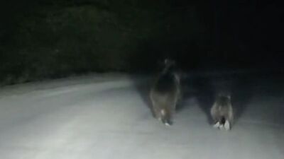 Anne ve yavru ayı görüntülendi