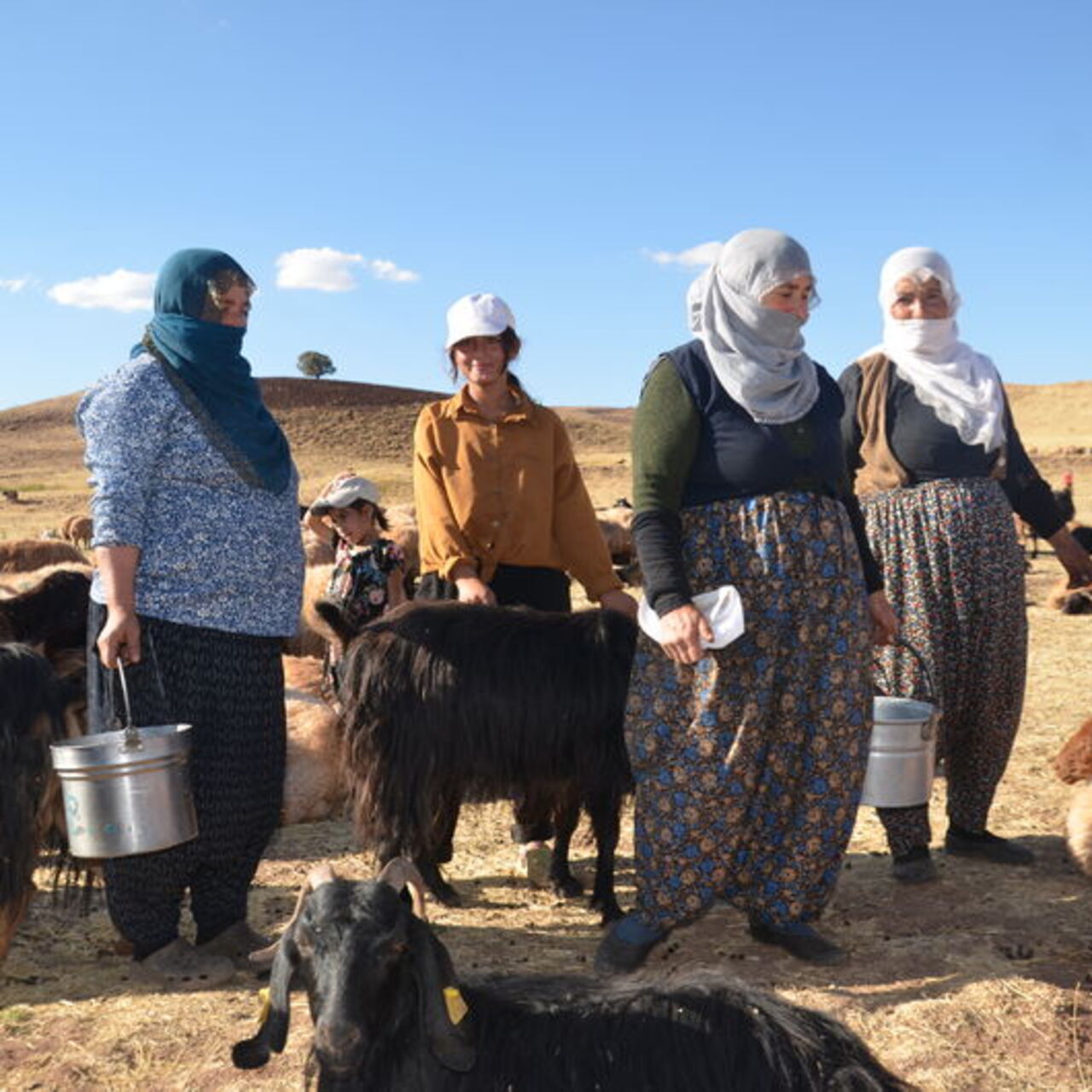 Muş'ta kadınların süt sağım mesaisi sürüyor
