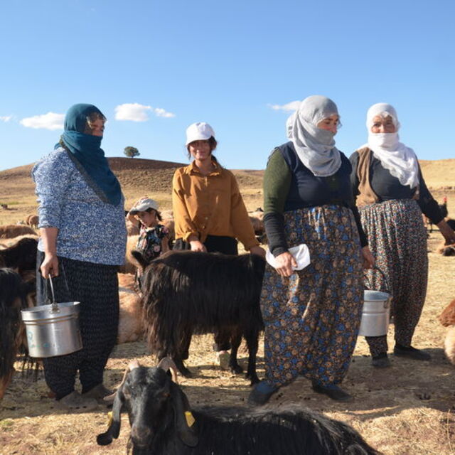 Muş'ta kadınların süt sağım mesaisi sürüyor