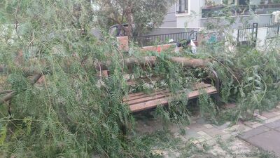 Çocuk parkında ağaç devrildi: 2 yaralı