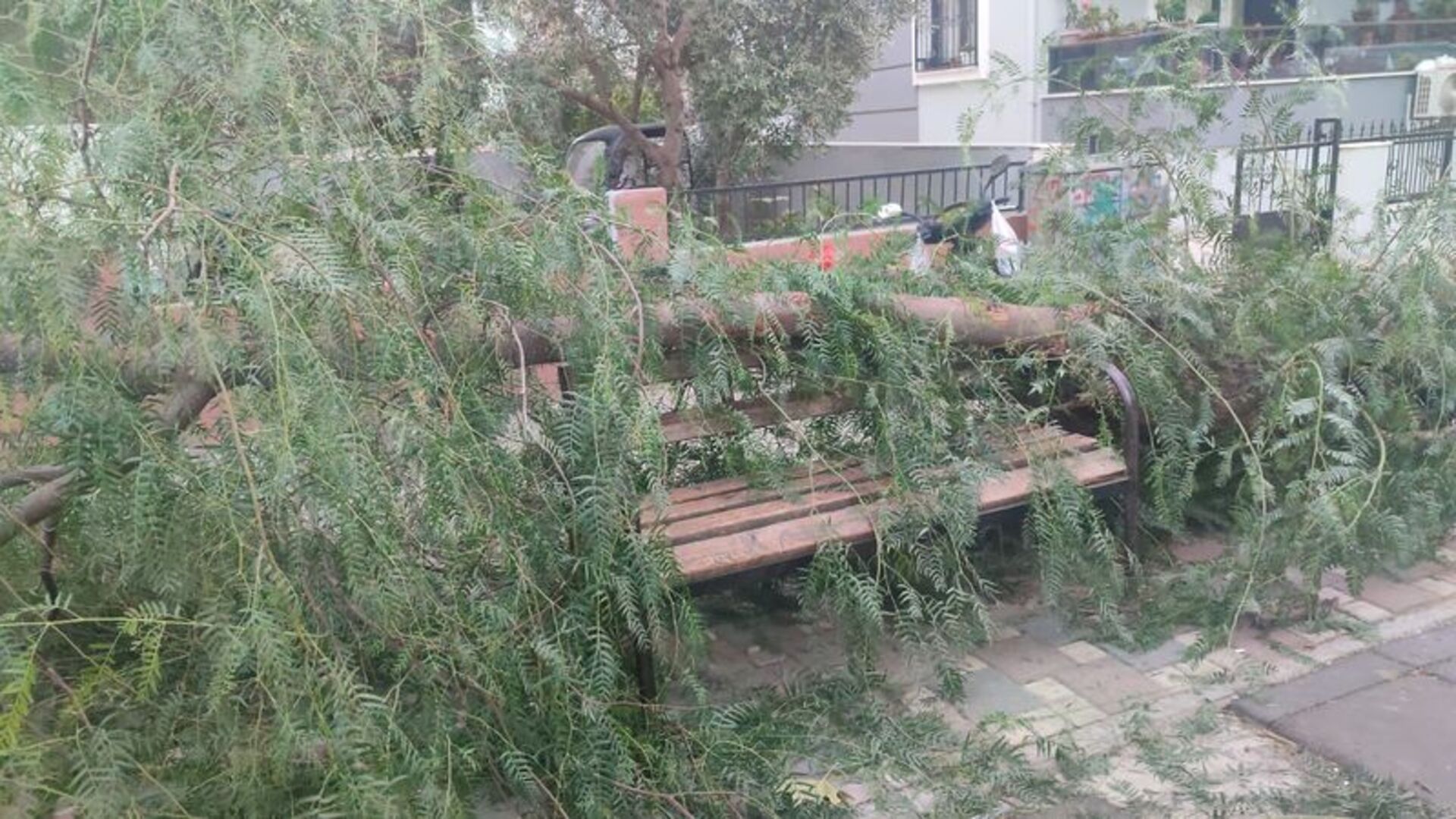 İzmir'de Ani Bir Fırtına: Devrilen Ağaç İki Kişiyi Yaraladı!