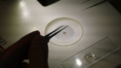 Okyanus'tan ve Akdeniz'den Çankırı'ya! Otoparkta keşfedildi