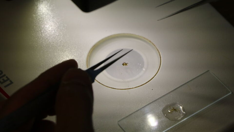 Okyanus'tan ve Akdeniz'den Çankırı'ya! Otoparkta keşfedildi