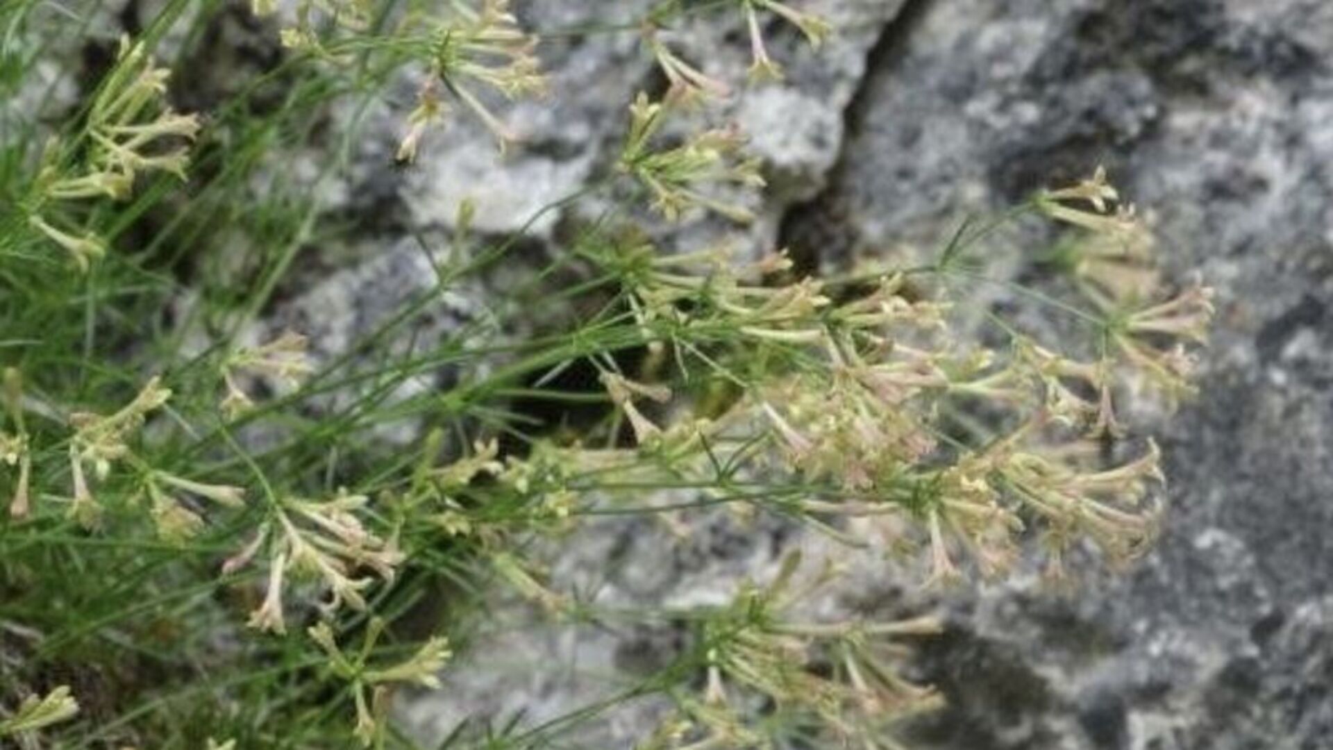 Küre Dağları Milli Parkı'nda endemik bitki türü ke…