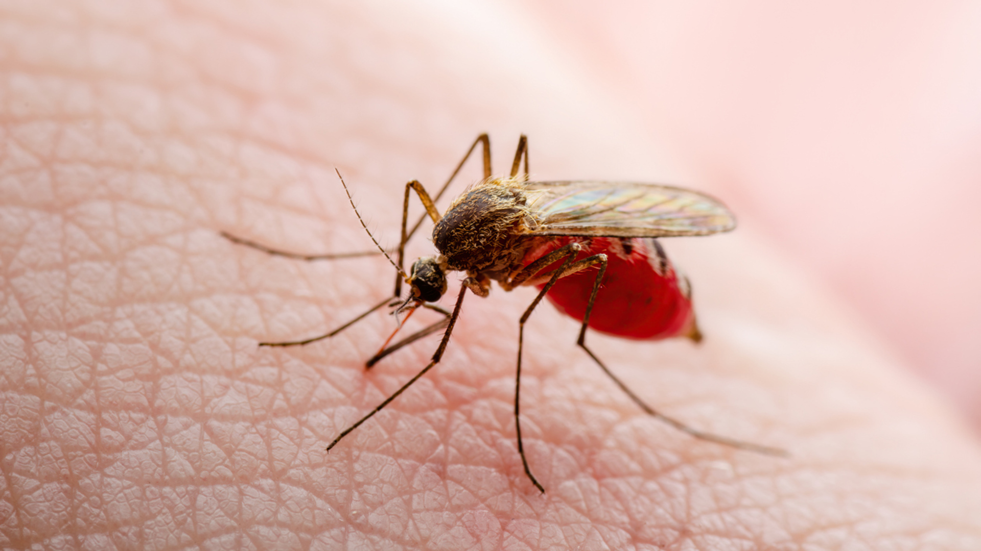 Sadece kadın sinekler ısırıyormuş! Hayvanların bilinmeyen birbirinden ilginç 10 özelliği!