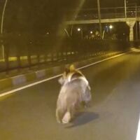 Bozayı kara yoluna indi