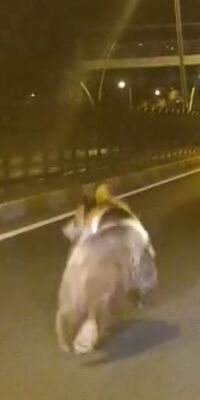 Bozayı kara yoluna indi