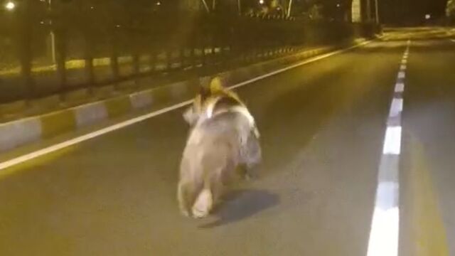 Bozayı kara yoluna indi