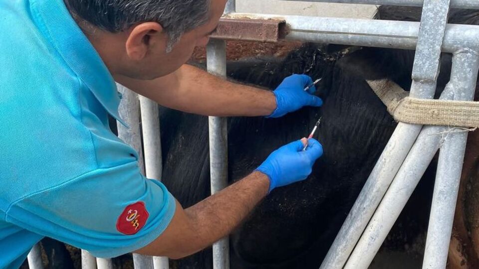 Tekirdağ'da ithal danalara karantina süreci