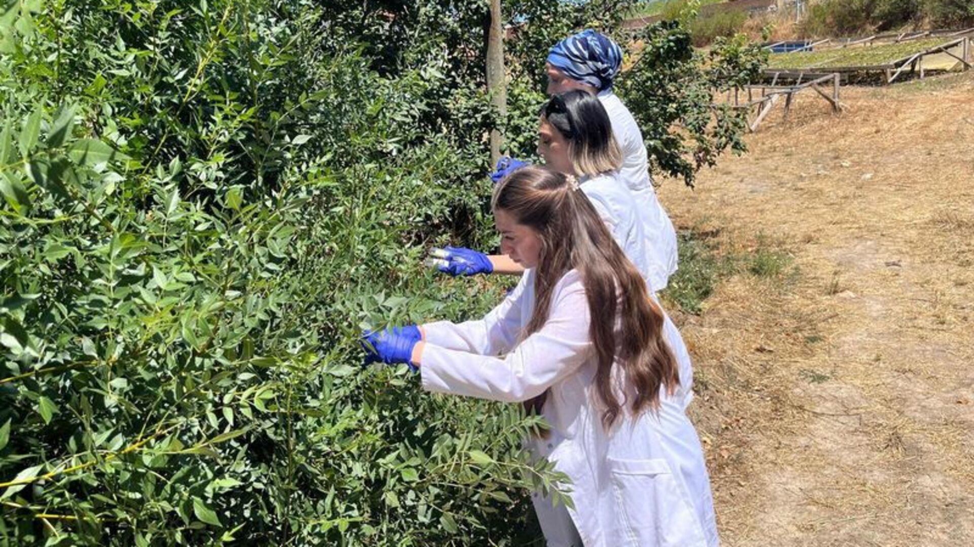 Samsun'da doğaya 1 milyon samuray arısı salındı | Son dakika haberleri