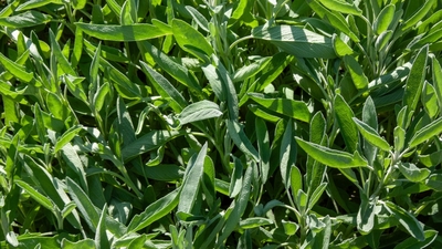 Sonbaharda ne ekebilirsiniz?