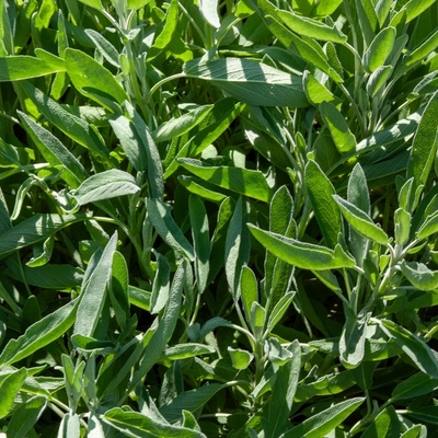 Sonbaharda ne ekebilirsiniz?