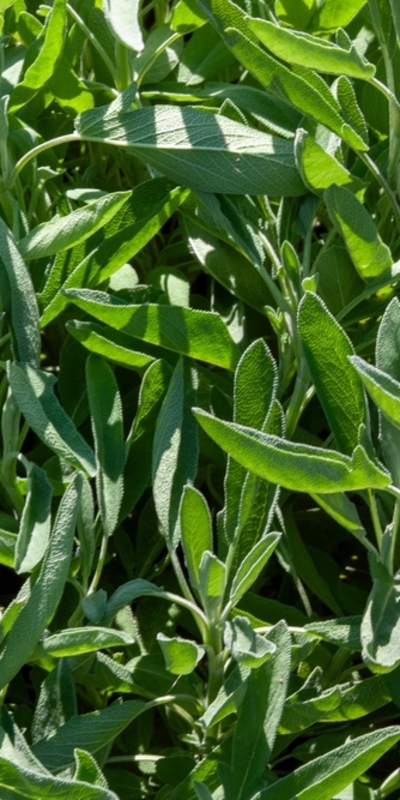 Sonbaharda ne ekebilirsiniz?