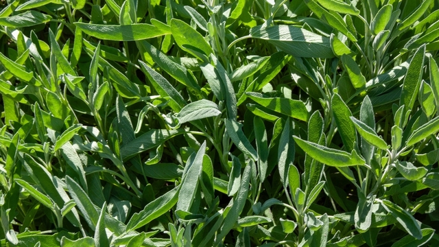 Sonbaharda ne ekebilirsiniz?