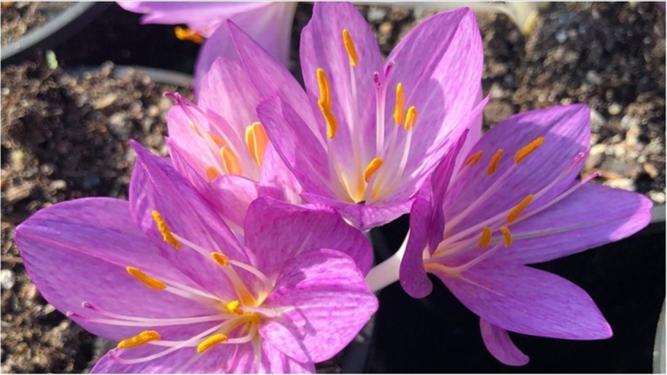 Ailevi Akdeniz Ateşi hastalığının tedavisinde kullanılan ilacın ham maddesi artık Türkiye'de üretiliyor