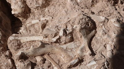 Kayseri'de 'yeni bir tür' bulundu