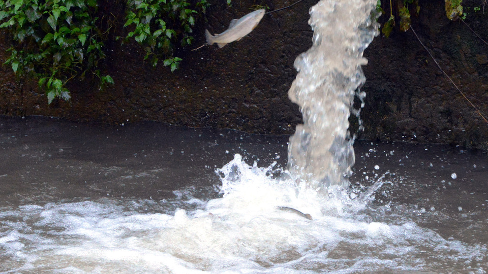 Sel, alabalıkları da vurdu! Oksijen mücadelesi!