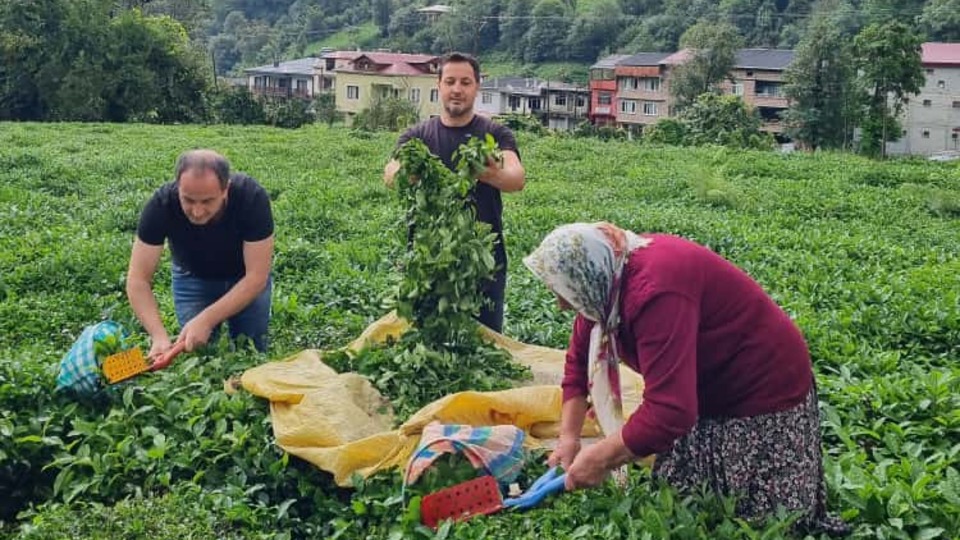 Üçüncü sürgün çay için annelerine yardıma geldiler