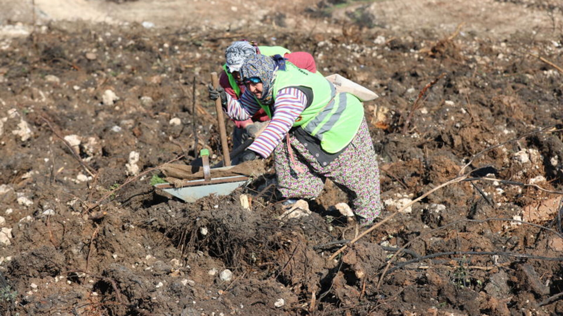 İzmir'de yanan alanlar yeni fidanlara hazırlanıyor | Son dakika haberleri
