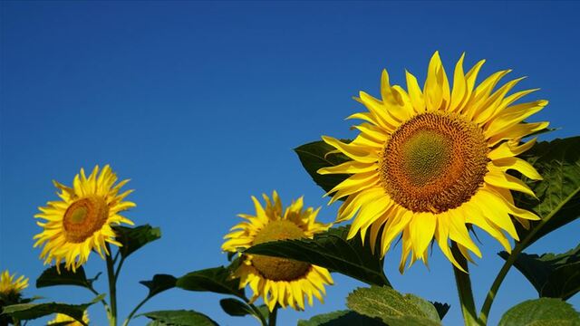 Ayçiçek alım fiyatı açıklandı
