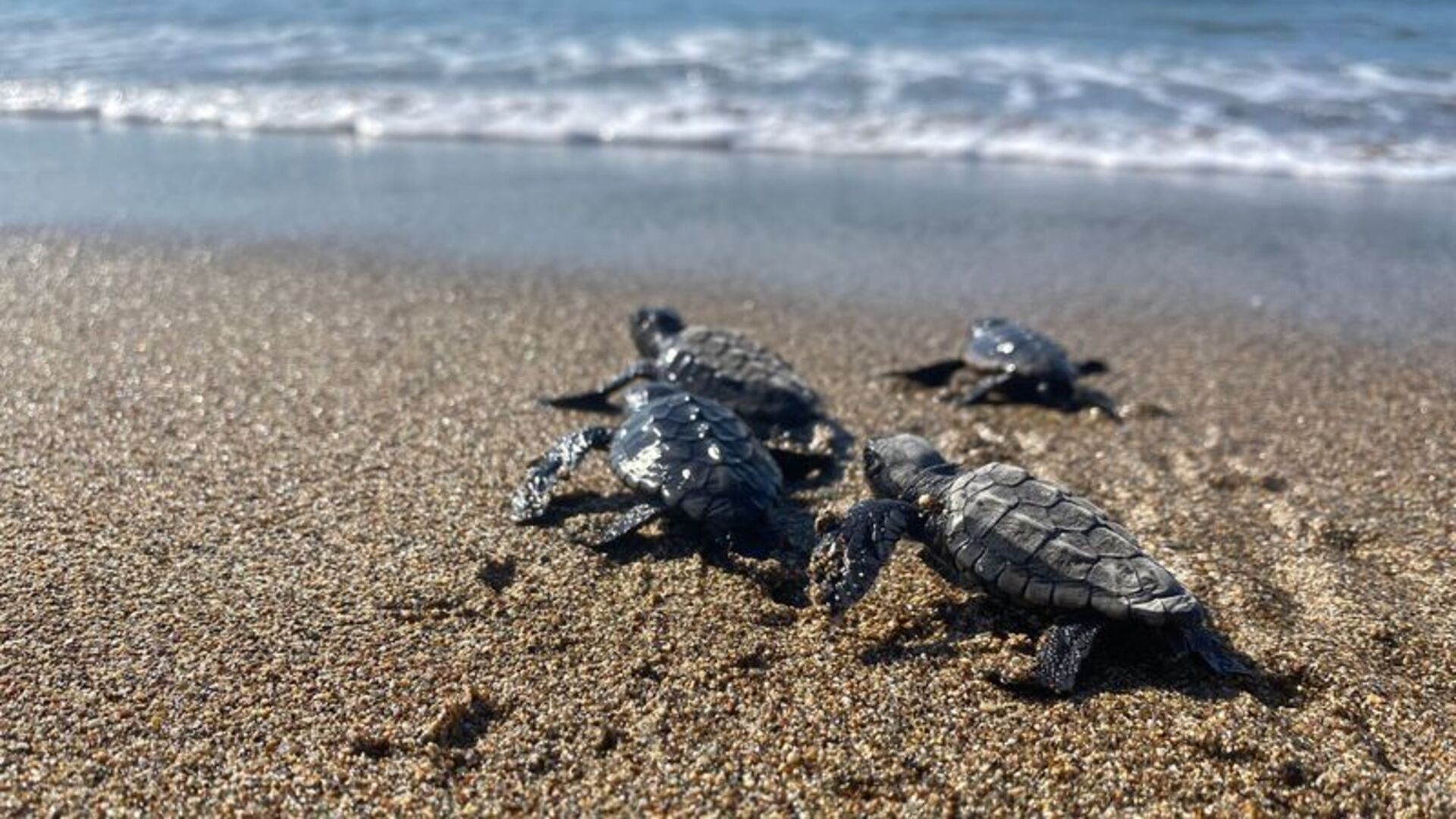 Mersin'de bu sezon 210 bin kaplumbağa yavrusu denizle buluştu