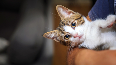 Kedilerin bıyıkları neden asla kesilmemeli?