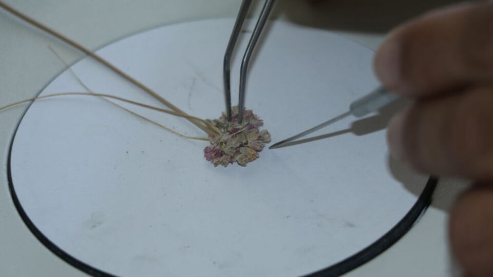 Çankırı'da keşfedildi! "Jipsli topraklarda görülüyor"