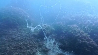 Yaz bitti, müsilaj bitmedi