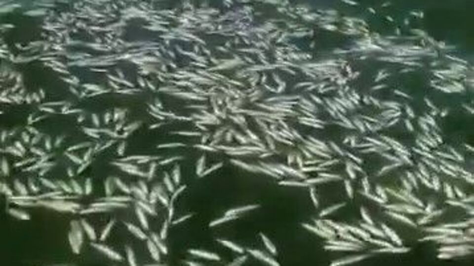 Kahramanmaraş'ta balık ölümleri