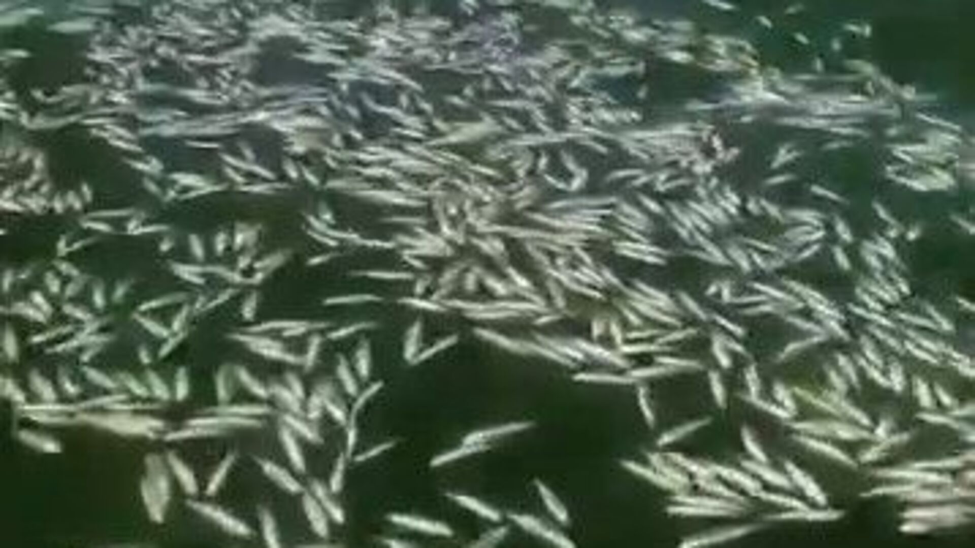 Kahramanmaraş'ta Balık Ölümleri Göle Keder Getirdi: Çevresel Felaketin Sessiz Tanıkları