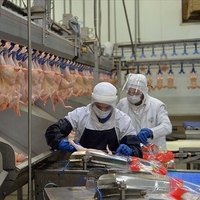 Rekabet'ten Banvit'e dev ceza