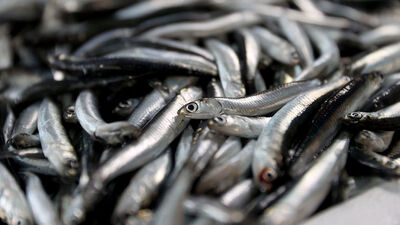 Hamsinin geleceği için 6 ülkeye çağrı