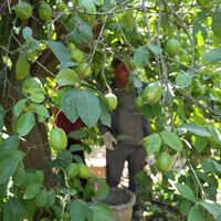 Rekolte düştü fiyatı arttı