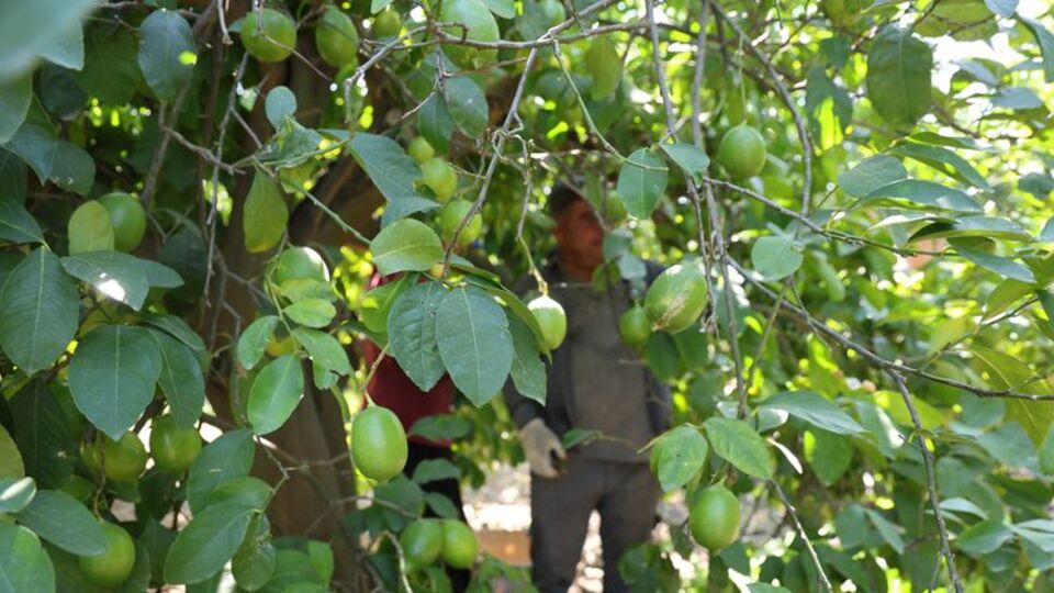 Rekolte düştü fiyatı arttı