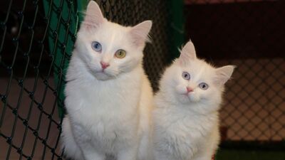 Kedi Villası'nda doğum sezonu tamamlandı